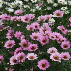 Roots Plants Argyranthemum Grandaisy 'Pink Halo' Jumbo Plug Plants All Annual Bedding