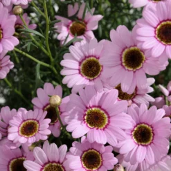 Roots Plants Argyranthemum Grandaisy 'Pink Halo' Jumbo Plug Plants All Annual Bedding