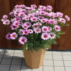 Roots Plants Argyranthemum Grandaisy 'Pink Halo' Jumbo Plug Plants All Annual Bedding