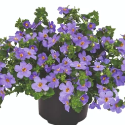 Roots Plants Bacopa 'Megacopa Blue' Jumbo Plug Plants