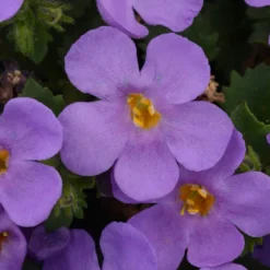 Roots Plants Bacopa 'Megacopa Blue' Jumbo Plug Plants