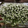 Roots Plants Bacopa 'Megacopa White' Jumbo Plug Plants