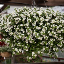 Roots Plants 12 Annuals For Hanging Baskets | The Blissful Shade Collection | Begonia, Bacopa & Fuchsia