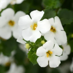 Roots Plants Bacopa 'Megacopa White' Jumbo Plug Plants