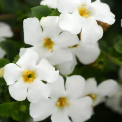 Roots Plants Bacopa 'Megacopa White' Jumbo Plug Plants