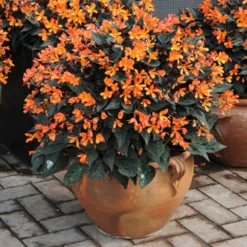 Roots Plants Begonia 'Glowing Embers' Jumbo Plug Plants Begonias