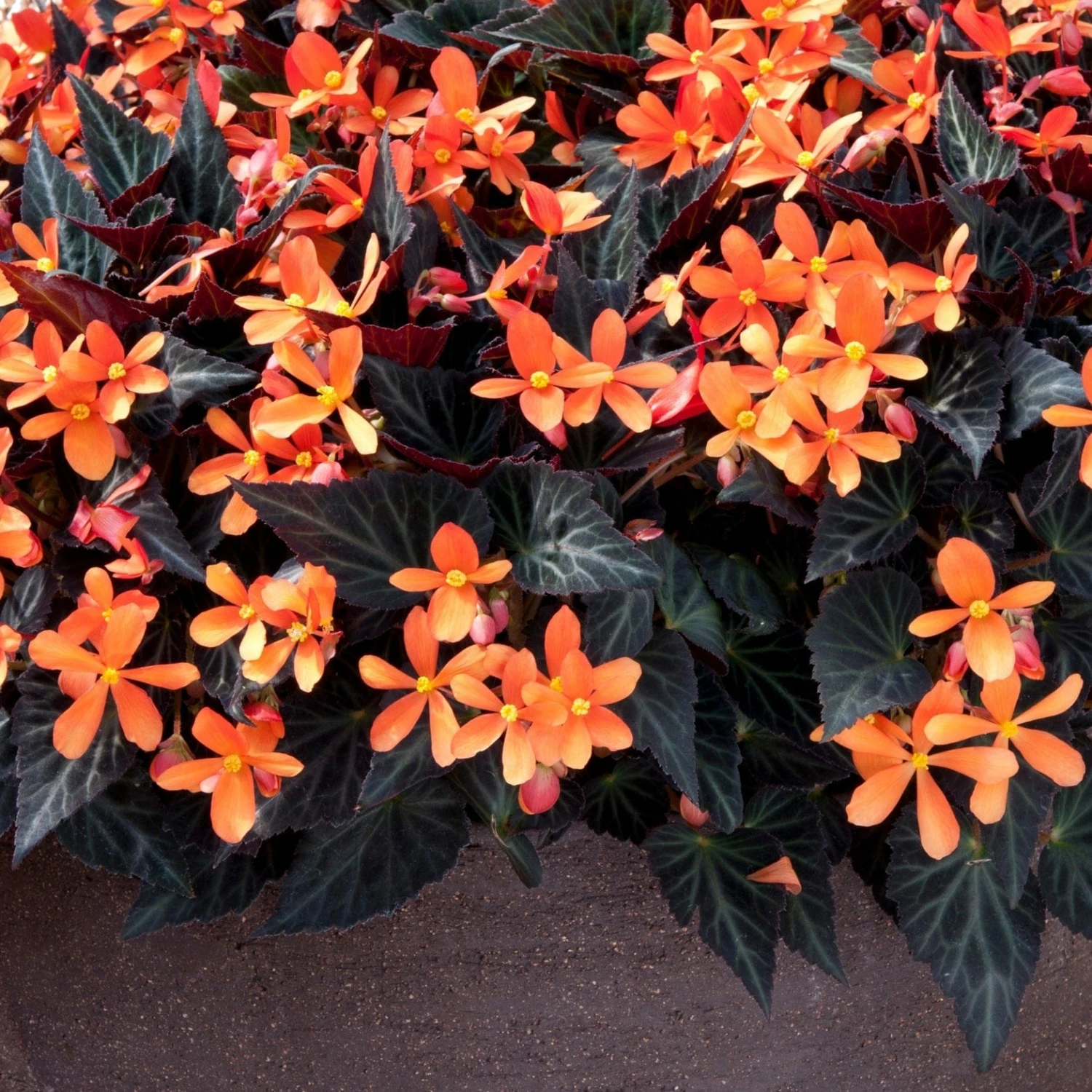 Roots Plants 12 Best Annuals For Hanging Baskets | Sunny Shades | Jumbo Plug Plants Calibrachoas 4 Roots Plants 12 Best Annuals For Hanging Baskets | Sunny Shades | Jumbo Plug Plants Calibrachoas