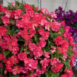 Roots Plants Begonia Nonstop® Joy 'Rose Picotee' Jumbo Plug Plants