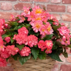 Roots Plants Begonia Nonstop® Joy 'Rose Picotee' Jumbo Plug Plants