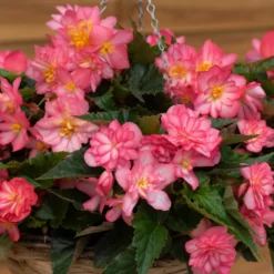 Roots Plants 12 Annuals For Hanging Baskets | The Blissful Shade Collection | Begonia, Bacopa & Fuchsia