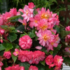 Roots Plants Begonia Nonstop® Joy 'Rose Picotee' Jumbo Plug Plants