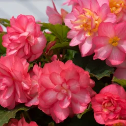 Roots Plants Begonia Nonstop® Joy 'Rose Picotee' Jumbo Plug Plants