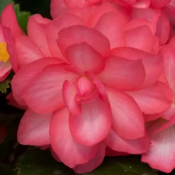 Roots Plants Begonia Nonstop® Joy 'Rose Picotee' Jumbo Plug Plants