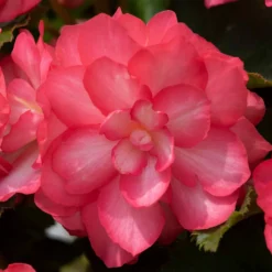 Roots Plants 12 Annuals For Hanging Baskets | The Blissful Shade Collection | Begonia, Bacopa & Fuchsia