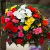 Roots Plants Mixed Begonia Nonstop® Jumbo Plug Plants Begonias 2 Roots Plants Mixed Begonia Nonstop® Jumbo Plug Plants Begonias