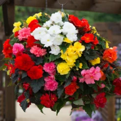 Roots Plants Mixed Begonia Nonstop® Jumbo Plug Plants Begonias