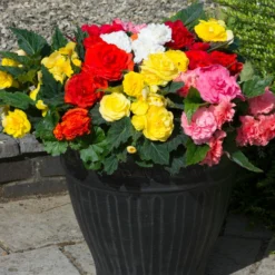 Roots Plants Mixed Begonia Nonstop® Jumbo Plug Plants Begonias 14 Roots Plants Mixed Begonia Nonstop® Jumbo Plug Plants Begonias