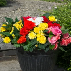 Roots Plants Mixed Begonia Nonstop® Jumbo Plug Plants Begonias 13 Roots Plants Mixed Begonia Nonstop® Jumbo Plug Plants Begonias