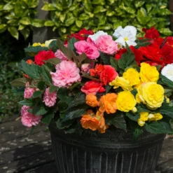 Roots Plants Mixed Begonia Nonstop® Jumbo Plug Plants Begonias 12 Roots Plants Mixed Begonia Nonstop® Jumbo Plug Plants Begonias