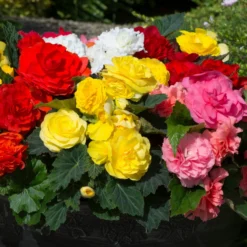 Roots Plants Mixed Begonia Nonstop® Jumbo Plug Plants Begonias