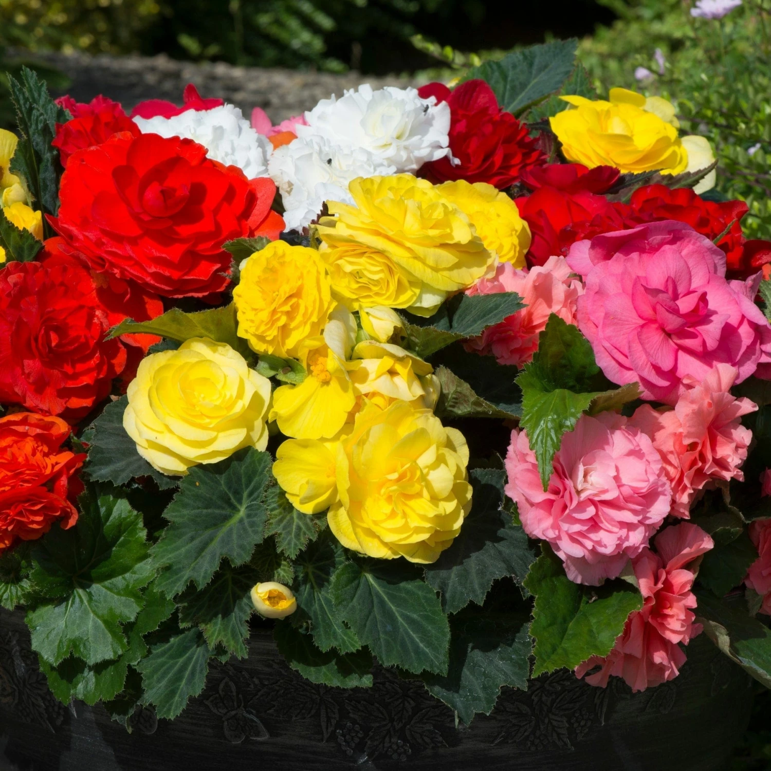 Roots Plants Mixed Begonia Nonstop® Jumbo Plug Plants Begonias 4 Roots Plants Mixed Begonia Nonstop® Jumbo Plug Plants Begonias