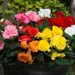 Roots Plants Mixed Begonia Nonstop® Jumbo Plug Plants Begonias 11 Roots Plants Mixed Begonia Nonstop® Jumbo Plug Plants Begonias
