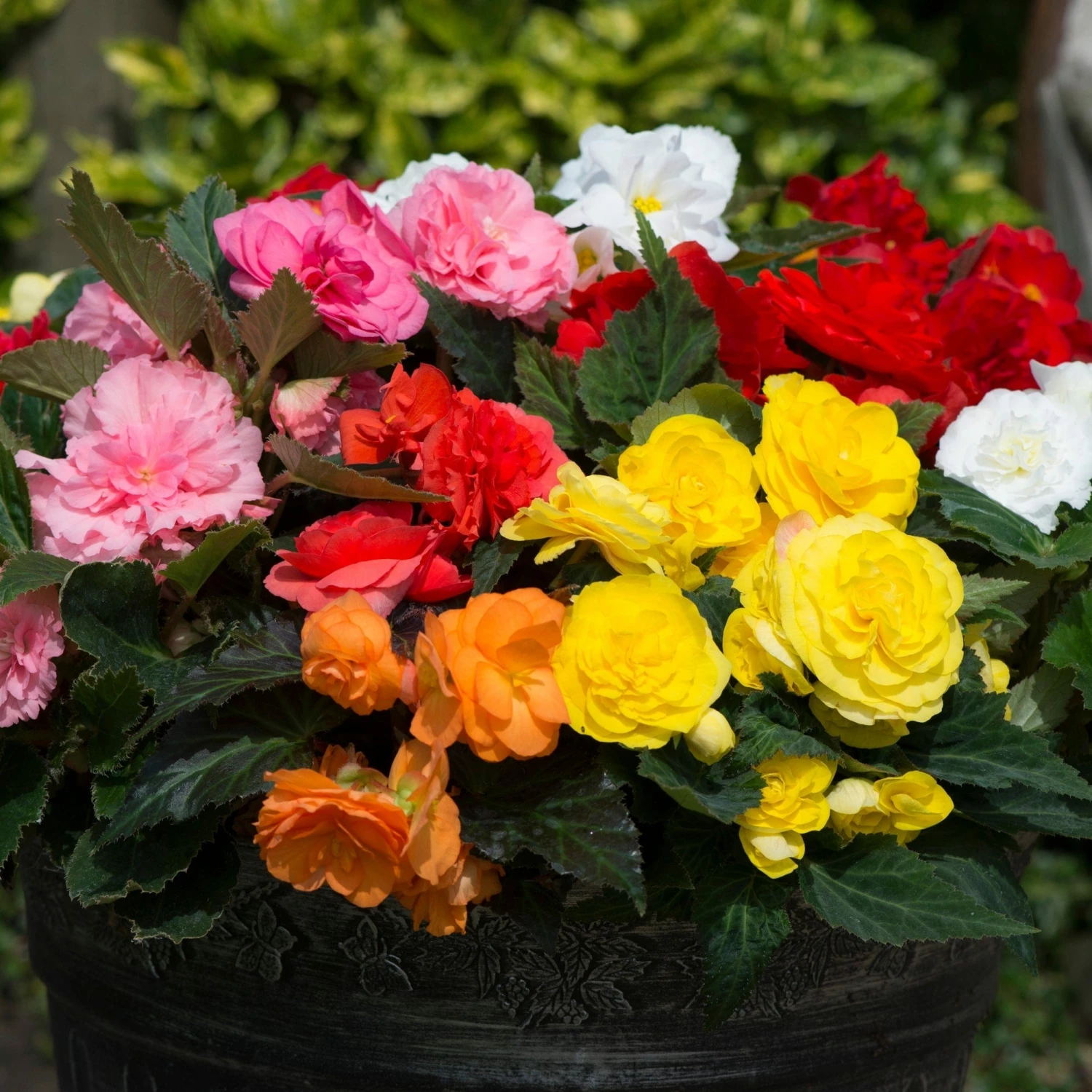 Roots Plants Mixed Begonia Nonstop® Jumbo Plug Plants Begonias 5 Roots Plants Mixed Begonia Nonstop® Jumbo Plug Plants Begonias