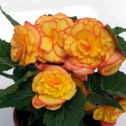 Roots Plants Begonia On Top 'Sunglow' Jumbo Plug Plants 10 Roots Plants Begonia On Top 'Sunglow' Jumbo Plug Plants