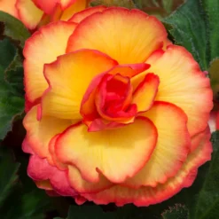 Roots Plants Begonia On Top 'Sunglow' Jumbo Plug Plants