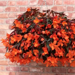 Roots Plants Begonias Begonia 'Rivulet Orange' Jumbo Plug Plants