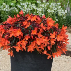 Roots Plants Begonias Begonia 'Rivulet Orange' Jumbo Plug Plants