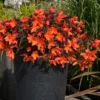 Roots Plants Begonias Begonia 'Rivulet Orange' Jumbo Plug Plants