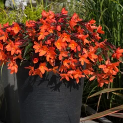 Roots Plants Begonias Begonia 'Rivulet Orange' Jumbo Plug Plants
