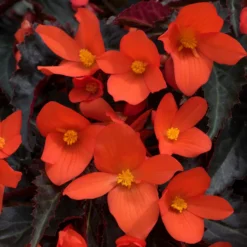 Roots Plants Begonias Begonia 'Rivulet Orange' Jumbo Plug Plants