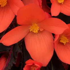 Roots Plants Begonias Begonia 'Rivulet Orange' Jumbo Plug Plants