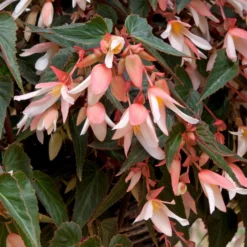 Roots Plants Begonia Starshine 'Appleblossom' Jumbo Plug Plants 10 Roots Plants Begonia Starshine 'Appleblossom' Jumbo Plug Plants