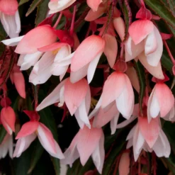 Roots Plants Begonia Starshine 'Appleblossom' Jumbo Plug Plants 9 Roots Plants Begonia Starshine 'Appleblossom' Jumbo Plug Plants