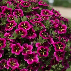 Roots Plants Calibrachoa Cabaret® 'Good Night Kiss' Jumbo Plug Plants Calibrachoas
