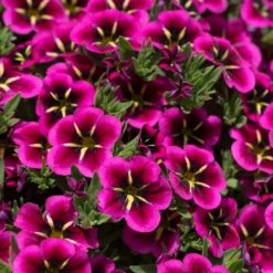 Roots Plants 12 Annuals For Hanging Baskets | The Dark Side Of The Moon Collection | Calibrachoa, Petunia & Dahlia Dahlias
