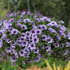 Roots Plants Calibrachoa Can-Can 'Blueberry Punch' Jumbo Plug Plants Calibrachoas
