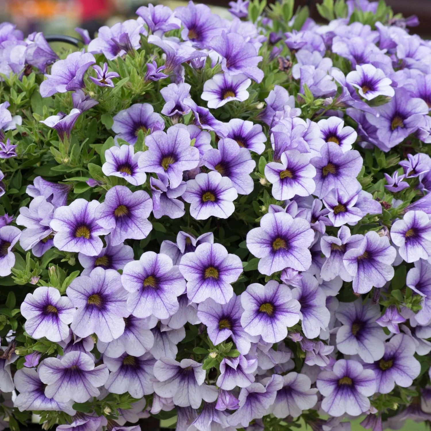 Roots Plants Calibrachoa Can-Can 'Blueberry Punch' Jumbo Plug Plants Calibrachoas 7 Roots Plants Calibrachoa Can-Can 'Blueberry Punch' Jumbo Plug Plants Calibrachoas
