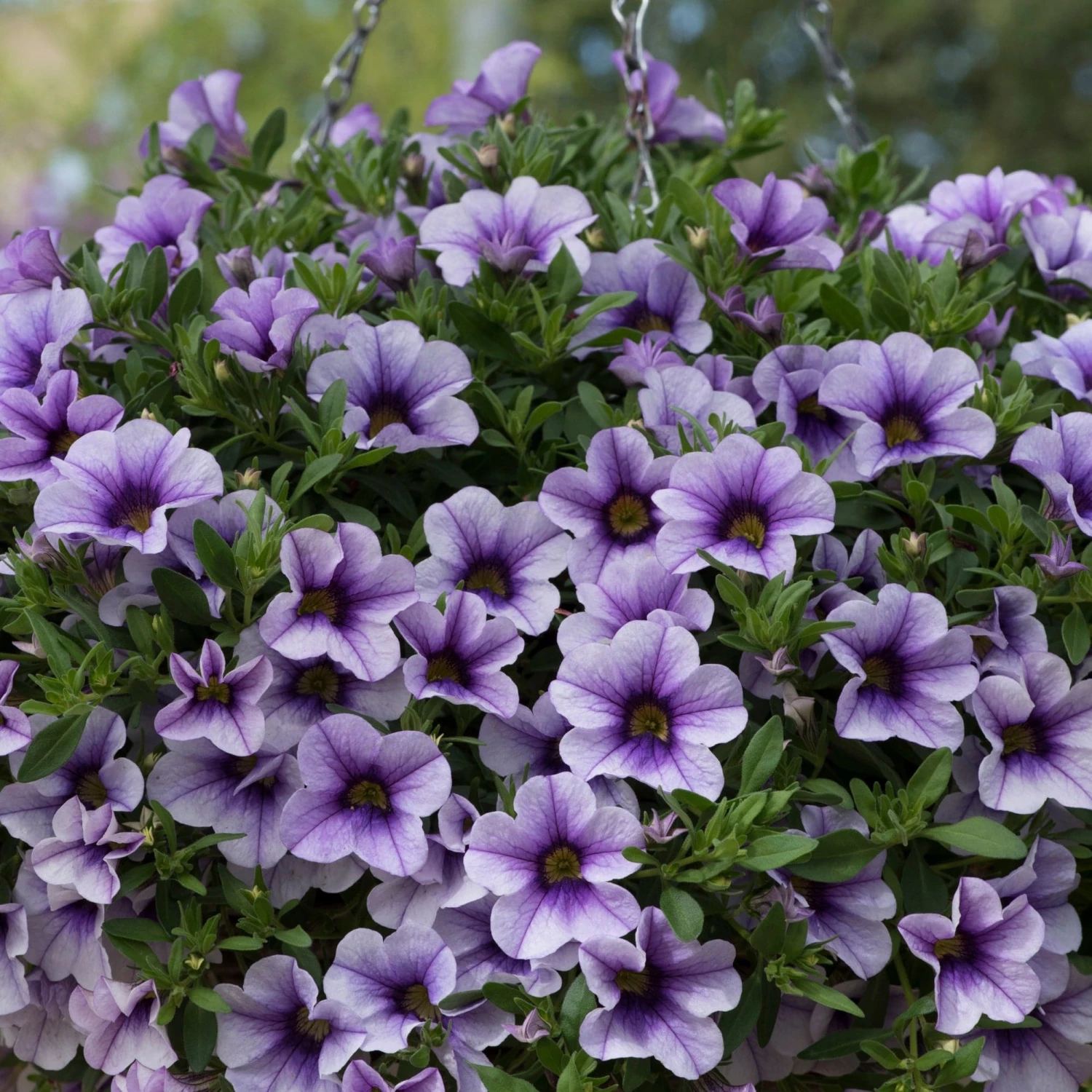 Roots Plants Calibrachoa Can-Can 'Blueberry Punch' Jumbo Plug Plants Calibrachoas 6 Roots Plants Calibrachoa Can-Can 'Blueberry Punch' Jumbo Plug Plants Calibrachoas