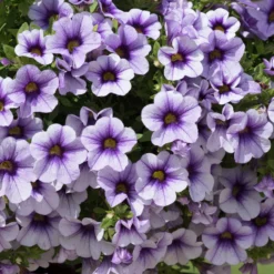 Roots Plants Calibrachoa Can-Can 'Blueberry Punch' Jumbo Plug Plants Calibrachoas 10 Roots Plants Calibrachoa Can-Can 'Blueberry Punch' Jumbo Plug Plants Calibrachoas