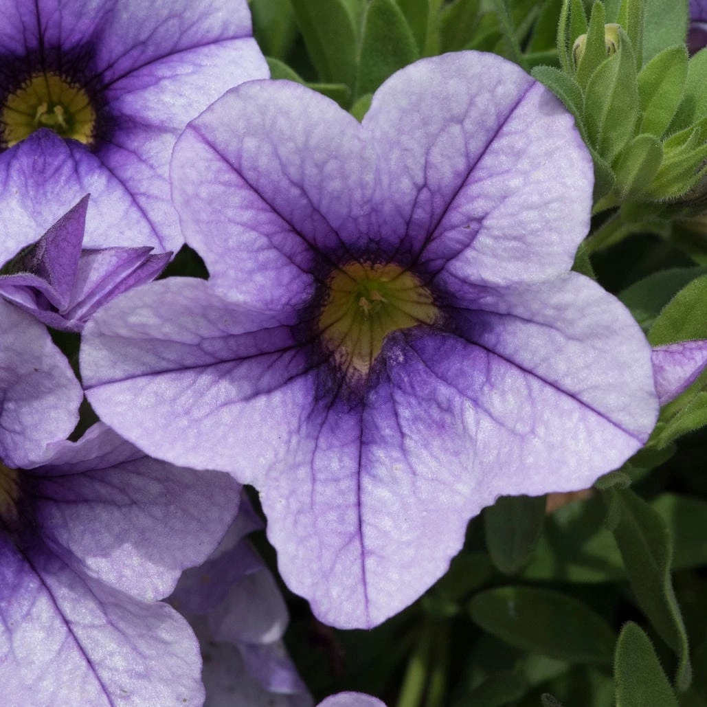 Roots Plants Calibrachoa Can-Can 'Blueberry Punch' Jumbo Plug Plants Calibrachoas 4 Roots Plants Calibrachoa Can-Can 'Blueberry Punch' Jumbo Plug Plants Calibrachoas