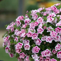 Roots Plants Calibrachoa Can-Can 'Double Pinktastic' Jumbo Plug Plants 12 Roots Plants Calibrachoa Can-Can 'Double Pinktastic' Jumbo Plug Plants