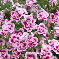 Roots Plants Calibrachoa Can-Can 'Double Pinktastic' Jumbo Plug Plants 11 Roots Plants Calibrachoa Can-Can 'Double Pinktastic' Jumbo Plug Plants