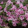 Roots Plants Calibrachoa Can-Can 'Double Pinktastic' Jumbo Plug Plants 2 Roots Plants Calibrachoa Can-Can 'Double Pinktastic' Jumbo Plug Plants