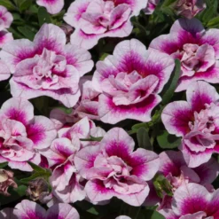 Roots Plants Calibrachoa Can-Can 'Double Pinktastic' Jumbo Plug Plants 10 Roots Plants Calibrachoa Can-Can 'Double Pinktastic' Jumbo Plug Plants