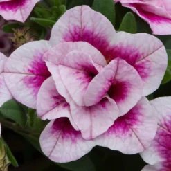 Roots Plants Calibrachoa Can-Can 'Double Pinktastic' Jumbo Plug Plants