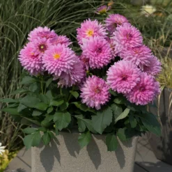 Roots Plants Dahlia Dalina Maxi 'Salinas' Jumbo Plug Plants